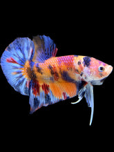 Load image into Gallery viewer, Male Halfmoon Plakat - Multicolor #1463 - Live Betta Fish
