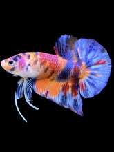 Load image into Gallery viewer, Male Halfmoon Plakat - Multicolor #1463 - Live Betta Fish

