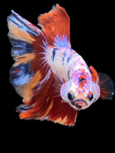 Load image into Gallery viewer, Male Halfmoon - Multicolor #1464 - Live Betta Fish

