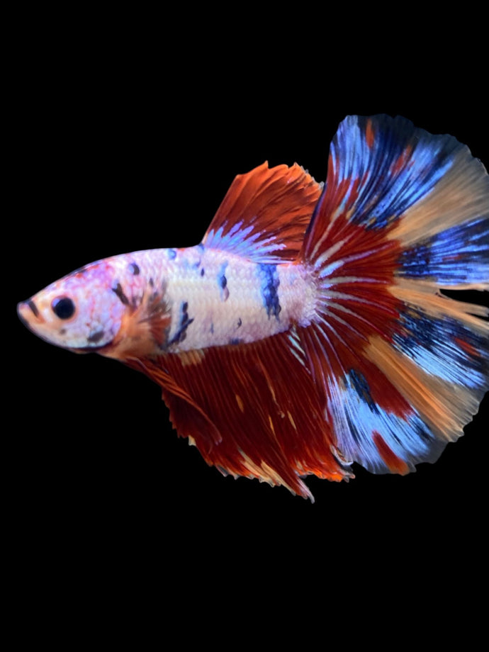 Male Halfmoon - Multicolor #1464 - Live Betta Fish