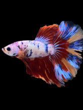Load image into Gallery viewer, Male Halfmoon - Multicolor #1464 - Live Betta Fish

