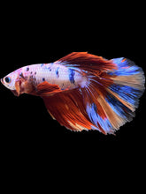 Load image into Gallery viewer, Male Halfmoon - Multicolor #1464 - Live Betta Fish
