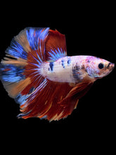 Load image into Gallery viewer, Male Halfmoon - Multicolor #1464 - Live Betta Fish
