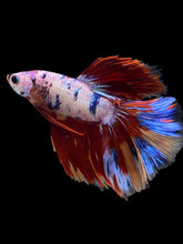 Load image into Gallery viewer, Male Halfmoon - Multicolor #1464 - Live Betta Fish
