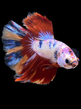 Load image into Gallery viewer, Male Halfmoon - Multicolor #1464 - Live Betta Fish
