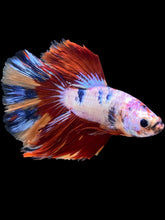 Load image into Gallery viewer, Male Halfmoon - Multicolor #1464 - Live Betta Fish
