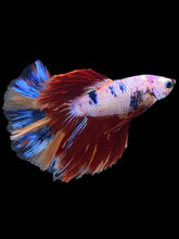 Load image into Gallery viewer, Male Halfmoon - Multicolor #1464 - Live Betta Fish

