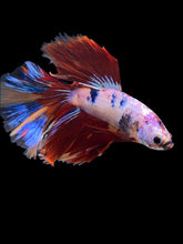 Load image into Gallery viewer, Male Halfmoon - Multicolor #1464 - Live Betta Fish
