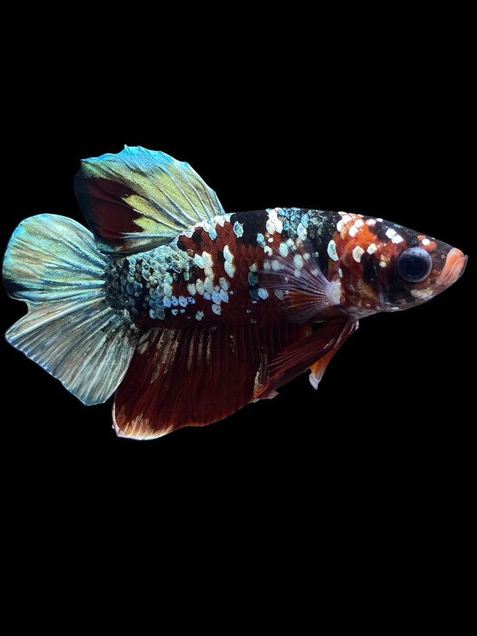 Male Halfmoon Plakat - Red Koi Copper #1465 - Live Betta Fish