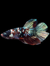 Load image into Gallery viewer, Male Halfmoon Plakat - Red Koi Copper #1465 - Live Betta Fish
