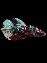 Load image into Gallery viewer, Male Halfmoon Plakat - Red Koi Copper #1465 - Live Betta Fish
