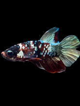 Load image into Gallery viewer, Male Halfmoon Plakat - Red Koi Copper #1465 - Live Betta Fish

