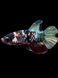 Male Halfmoon Plakat - Red Koi Copper #1465 - Live Betta Fish