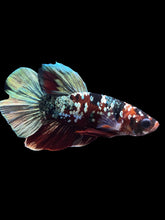 Load image into Gallery viewer, Male Halfmoon Plakat - Red Koi Copper #1465 - Live Betta Fish
