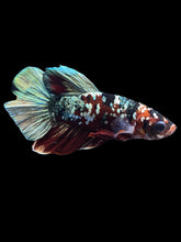Load image into Gallery viewer, Male Halfmoon Plakat - Red Koi Copper #1465 - Live Betta Fish
