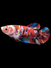 Load image into Gallery viewer, Female Halfmoon Plakat - Red Galaxy #1466 - Live Betta Fish
