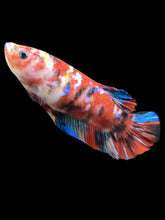 Load image into Gallery viewer, Female Halfmoon Plakat - Red Galaxy #1466 - Live Betta Fish
