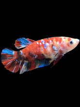 Load image into Gallery viewer, Female Halfmoon Plakat - Red Galaxy #1466 - Live Betta Fish
