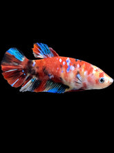 Load image into Gallery viewer, Female Halfmoon Plakat - Red Galaxy #1466 - Live Betta Fish
