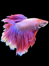 Load image into Gallery viewer, Male Rosetail - Purple #1468 - Live Betta Fish (DAMAGE TAIL)
