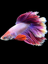 Load image into Gallery viewer, Male Rosetail - Purple #1468 - Live Betta Fish (DAMAGE TAIL)
