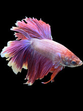 Load image into Gallery viewer, Male Rosetail - Purple #1468 - Live Betta Fish (DAMAGE TAIL)
