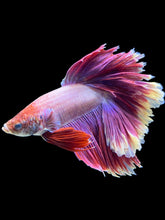 Load image into Gallery viewer, Male Rosetail - Purple #1468 - Live Betta Fish (DAMAGE TAIL)

