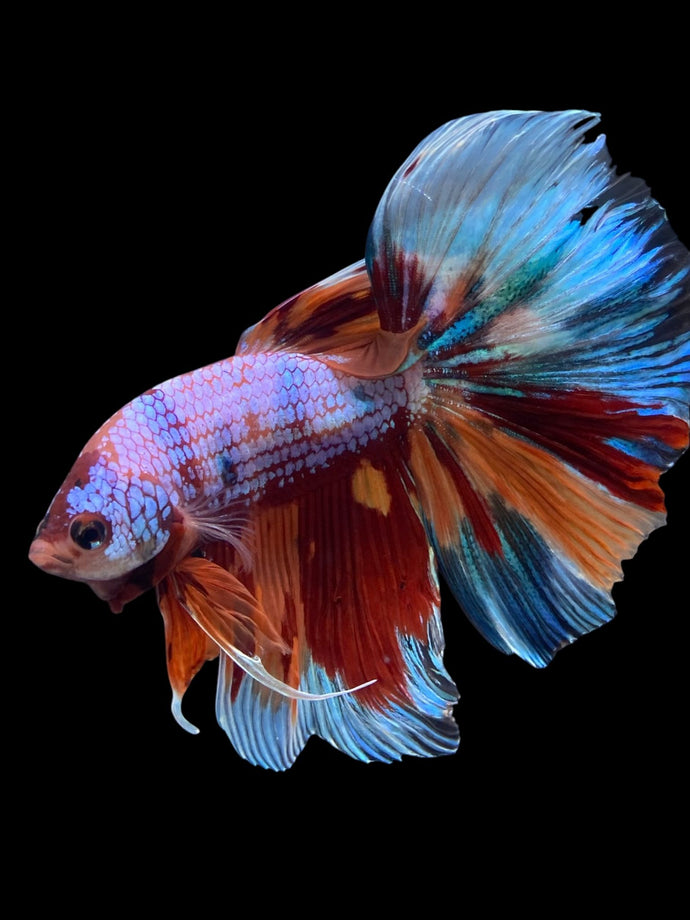 RARE GIANT Male Halfmoon - Multicolor #146 - Live Betta Fish