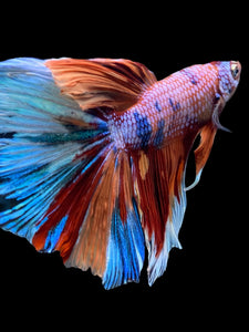 RARE GIANT Male Halfmoon - Multicolor #146 - Live Betta Fish