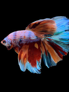 RARE GIANT Male Halfmoon - Multicolor #146 - Live Betta Fish