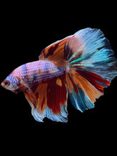 Load image into Gallery viewer, RARE GIANT Male Halfmoon - Multicolor #146 - Live Betta Fish
