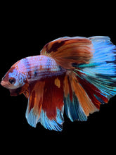 Load image into Gallery viewer, RARE GIANT Male Halfmoon - Multicolor #146 - Live Betta Fish
