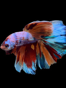 RARE GIANT Male Halfmoon - Multicolor #146 - Live Betta Fish