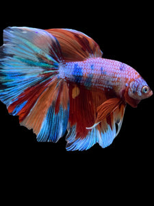 RARE GIANT Male Halfmoon - Multicolor #146 - Live Betta Fish