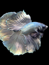 Load image into Gallery viewer, Male Fullmoon - Fancy Copper #1470 - Live Betta Fish
