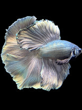 Load image into Gallery viewer, Male Fullmoon - Fancy Copper #1470 - Live Betta Fish
