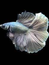 Load image into Gallery viewer, Male Fullmoon - Fancy Copper #1470 - Live Betta Fish
