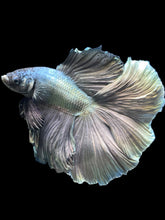Load image into Gallery viewer, Male Fullmoon - Fancy Copper #1470 - Live Betta Fish
