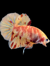 Load image into Gallery viewer, Male Halfmoon Plakat - Nemo #1471 - Live Betta Fish
