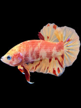 Load image into Gallery viewer, Male Halfmoon Plakat - Nemo #1471 - Live Betta Fish

