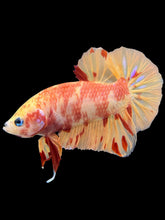 Load image into Gallery viewer, Male Halfmoon Plakat - Nemo #1471 - Live Betta Fish
