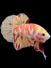 Load image into Gallery viewer, Male Halfmoon Plakat - Nemo #1471 - Live Betta Fish
