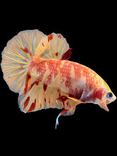 Load image into Gallery viewer, Male Halfmoon Plakat - Nemo #1471 - Live Betta Fish
