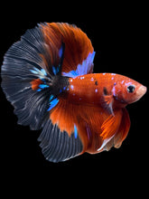 Load image into Gallery viewer, Male Halfmoon - Red Galaxy #1472 - Live Betta Fish
