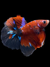 Load image into Gallery viewer, Male Halfmoon - Red Galaxy #1472 - Live Betta Fish
