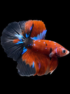 Male Halfmoon - Red Galaxy #1472 - Live Betta Fish