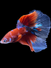 Load image into Gallery viewer, Male Halfmoon - Red Galaxy #1472 - Live Betta Fish
