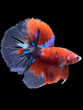 Load image into Gallery viewer, Male Halfmoon - Red Galaxy #1472 - Live Betta Fish
