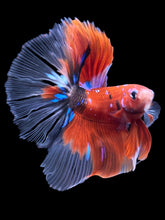 Load image into Gallery viewer, Male Halfmoon - Red Galaxy #1472 - Live Betta Fish
