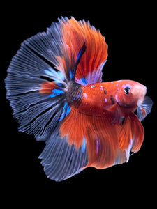Male Halfmoon - Red Galaxy #1472 - Live Betta Fish